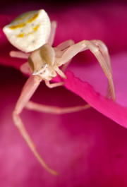 Arachnophoto